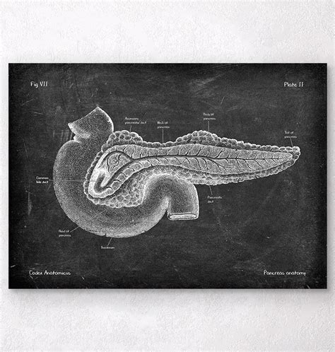 Pancreas Anatomy Art Chalkboard Codex Anatomicus