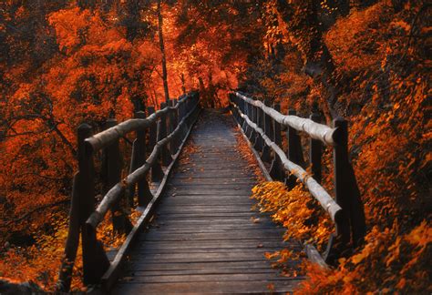Orange Leaves Bridge Wallpaperhd Nature Wallpapers4k Wallpapers