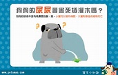 狗狗的尿尿會害死矮灌木嗎？ | 寵毛網 | NOWnews今日新聞