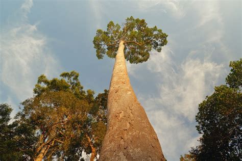 The Worlds Tallest Tropical Tree Is Longer Than A Football Field