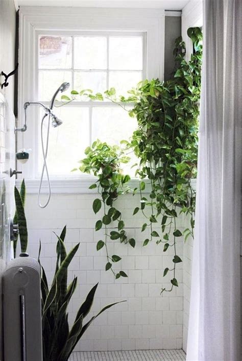 Bathroom Vines Shower Plant Hanging Plants Bathroom Plants