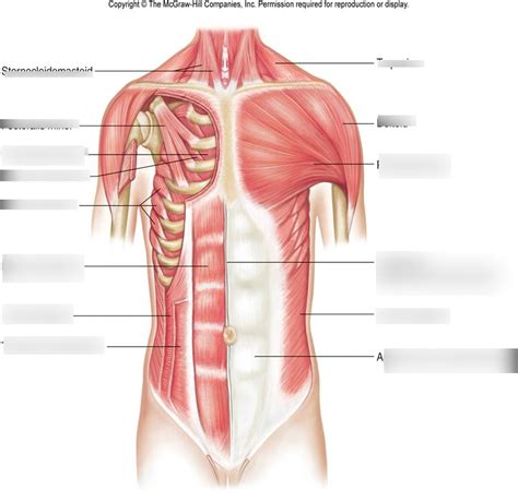 Muscles Of Anterior Chest And Abdominal Wall Diagram Quizlet
