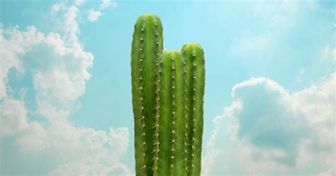 How long does mescaline stay in the body? What Is Mescaline? A Guide to this Cactus-Derived ...