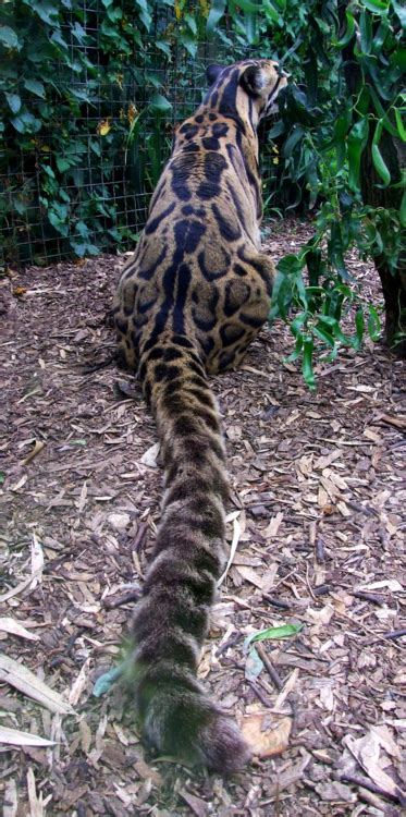 Clouded Leopardtalk About A Tail They Do Have Very Long Tails