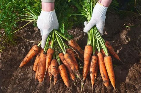 5 Unique Ways To Know When Are Carrots Ready To Pick