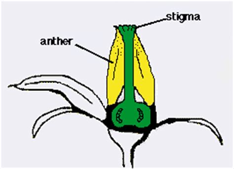 The anther is the part of the organ that produces pollen, and the filaments hold up the anthers. Pollination of tomatoes