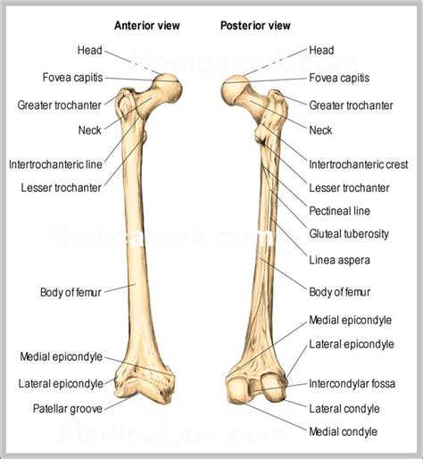 Albums 105 Pictures What Is A Femur In The Human Body Stunning