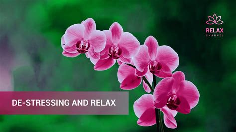 Mins De Stressing And Relax Relaxing Music For Zen Study Stress Relief Relax With