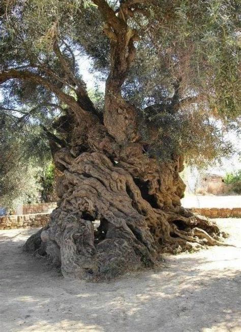 The Worlds Oldest Olive Tree Estimated To Be Over 3000 Years Old Still