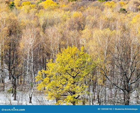 Yellow Oak Tree And First Snow In Autumn Forest Stock Image Image Of