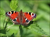 Schmetterling Foto & Bild | insekten, tiere, natur Bilder auf fotocommunity