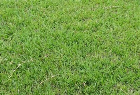 5 Best Grass Types For Your Atlanta Ga Lawn