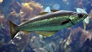 10 Amazing Benefits of Pollock Fish - Yabibo