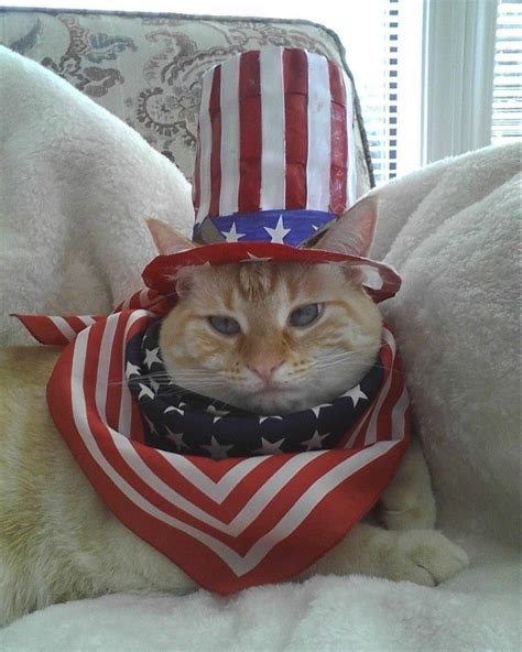 Happy 4th Of July Kittens Independencedaytv