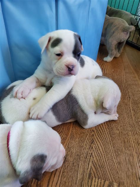 Coughing, sneezing, wheezing, teary eyes? Puppies For Sale Near Me Really Cheap