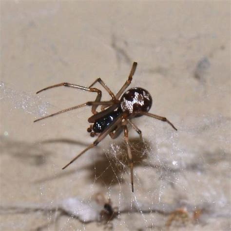 Steatoda Spider Steatoda Bugguidenet