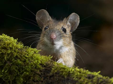 Cute Mouse Best Wallpaper 18705 Baltana