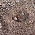 Bird Nests For Dummies - Basics & Main Types - Jake's Nature Blog