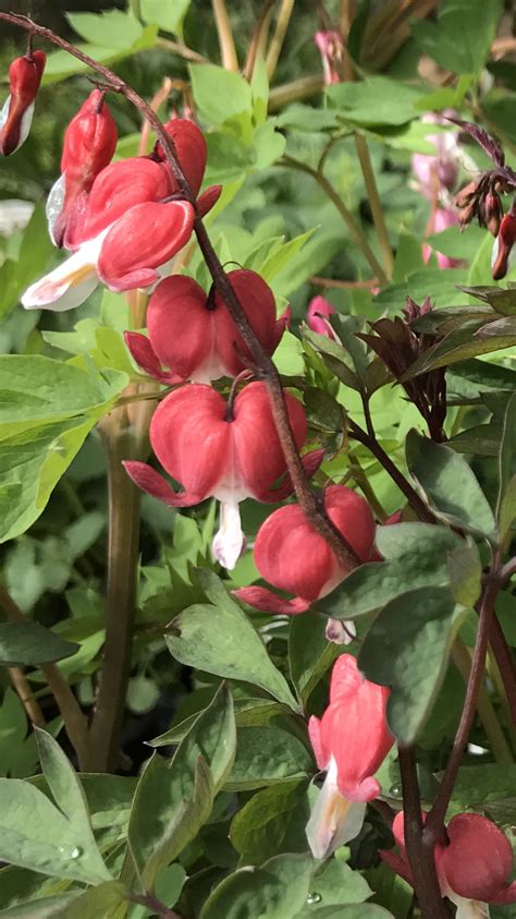 Dicentra Spectabilis Valentine Bleeding Heart Picture Courtesy Of