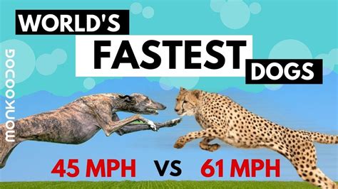 Top 10 Fastest Dog Breeds In The World With Speed Count Cheetah Vs