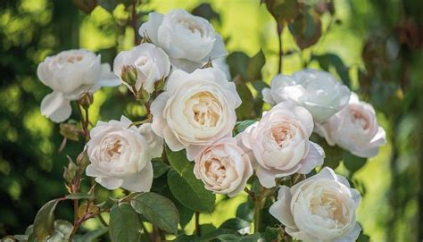 Desdemona 3ft 90cm Standard Rose Potted Roses Victoria