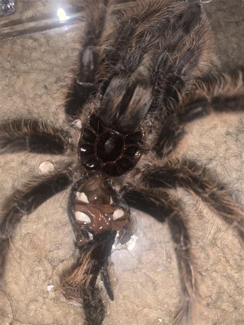 Tarantula Just Molted Can Someome Help Me Sex It Rtarantulas