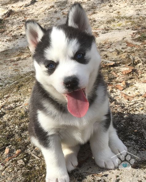 Adopted My Name Is Rain I Am A Black And White Siberian Husky Female