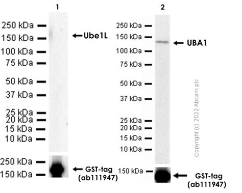 Results For Ubiquitin Abcam Antibodies Proteins Kits