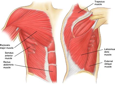The dominant muscle in the upper chest is the pectoralis major. Figure 7 from Relevant surgical anatomy of the chest wall ...