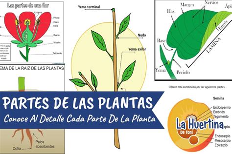 Partes De Las Plantas Cu Les Son Las Partes De Una Planta La