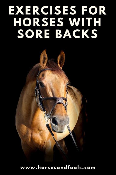 If Your Horse Has A Sore Or Weak Back Or Is Recovering From An Injury