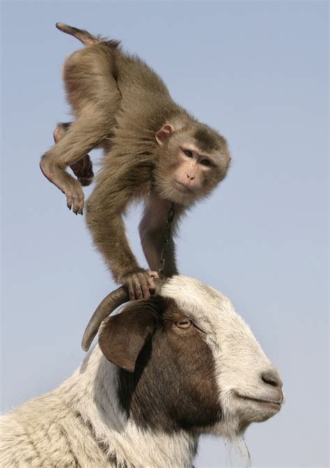 The Monkey Got On The Front Paws On The Head Of A Goat During A Speech