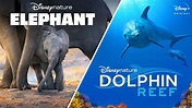 Everything You Need to Know About Dolphin Reef Movie (2020)