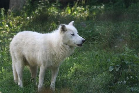 Arctic Wolf Facts For Kids All About Arctic Wolves