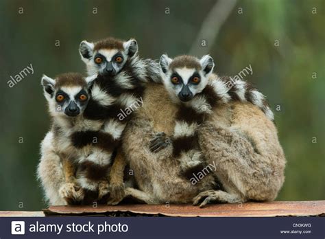 Ring Tailed Lemur Madagascar Stock Photos And Ring Tailed Lemur