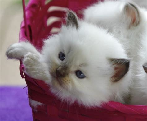 Texas Ragdoll Kittens For Sale Now Christmas