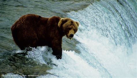 Grizzly Bear Feeding For Salmon At The World Famous Brooks