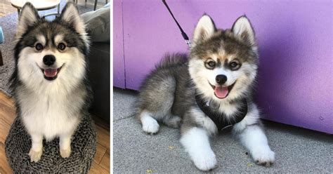 We did not find results for: Meet the Husky-Pomeranian mixed puppy so cute people just ...