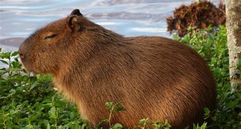 Capybaras: Do They Make Good Pets? What Are They Like at Home?