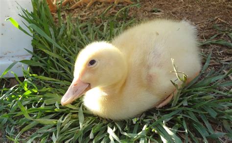 The adults are pure white and the ducklings are a cute yellow. Pekin Duck Club! - Page 62