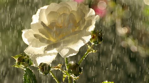 Flowers In The Rain Wallpapers High Quality Download Free