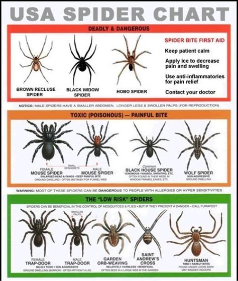 Usa Spider Chart Spider Bite First Aid Keep Patient Calm Use