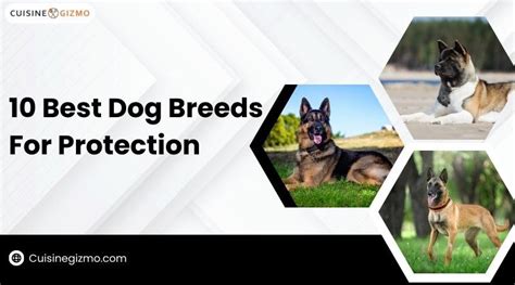 10 Best Dog Breeds For Protection Cuisinegizmo