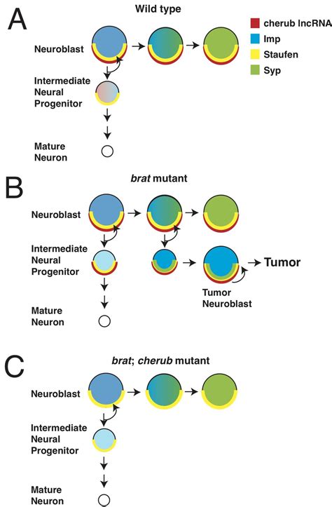 Stem Cell Tumors Cherub Versus Brat Elife