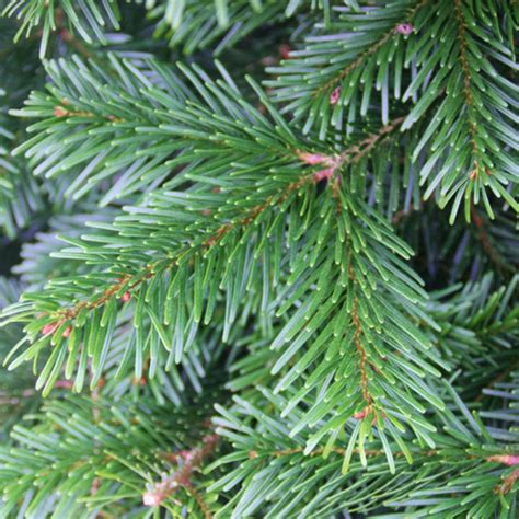 Noble Fir Foliage Kildare Christmas Trees