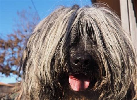 E' una antica razza italiana utilizzata come cane conduttore per guidare e condurre il bestiame. Pastore Bergamasco: carattere e prezzo - Idee Green