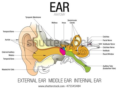 Ear Anatomy Parts Name Stock Vector Royalty Free 475545484