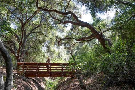 The Trees In Aliso And Wood Canyons Wilderness Park Are Considered