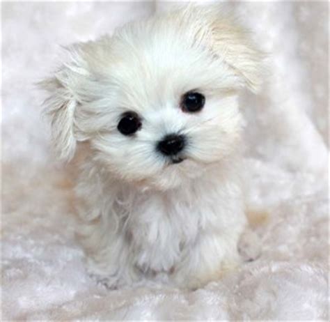 Maltese are hypoallergenic and will not shed. Tiny Teacup Maltese Puppy "Lil Prince" Pics | iHeartTeacups