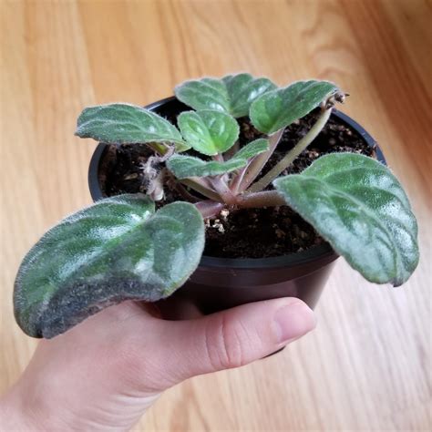 The Leaves On My African Violet Are Turning Black And Are Dry To The